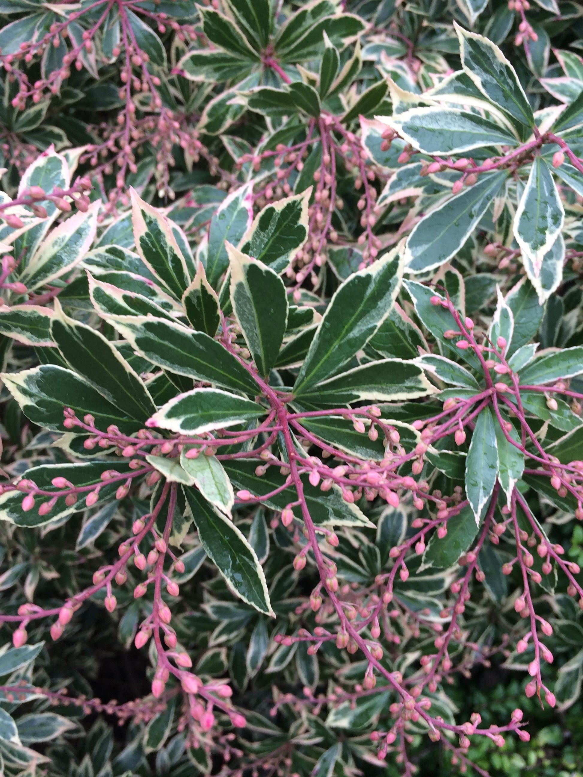 Pieris Japonica Little Heath - View 1 from www redcrocus com