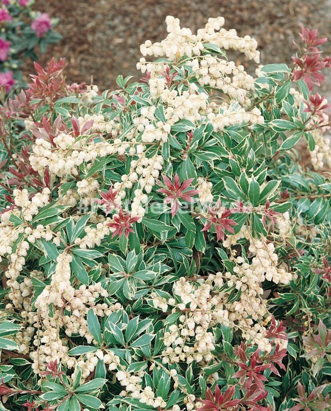 Pieris Japonica Little Heath - View 20 from www redcrocus com