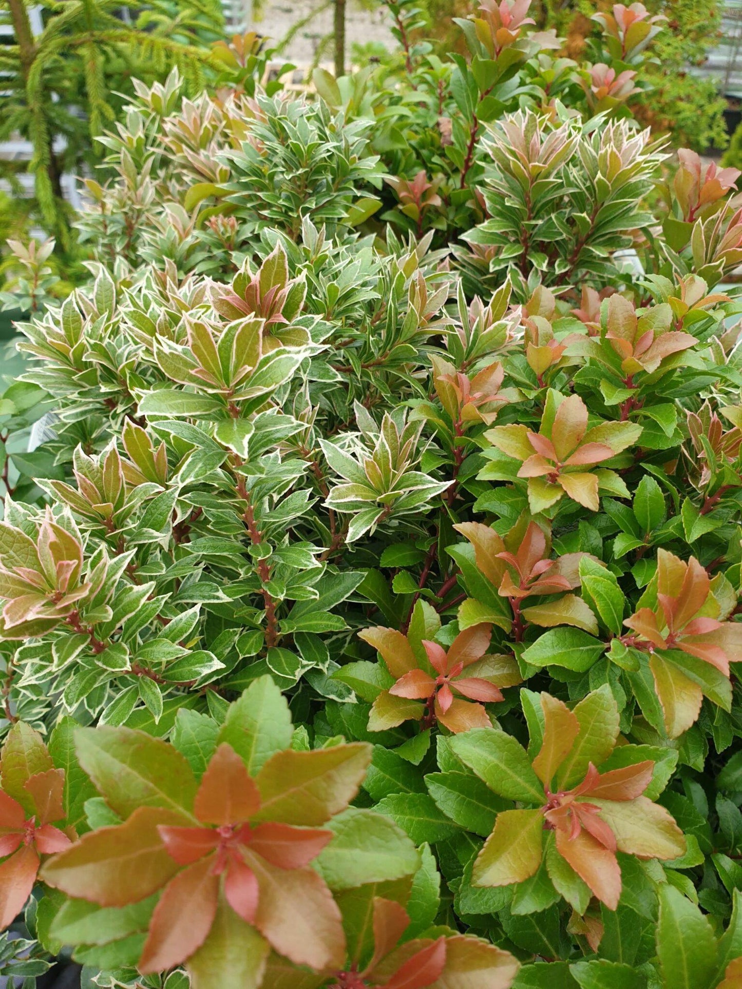 Pieris Japonica Little Heath - View 3 from www redcrocus com