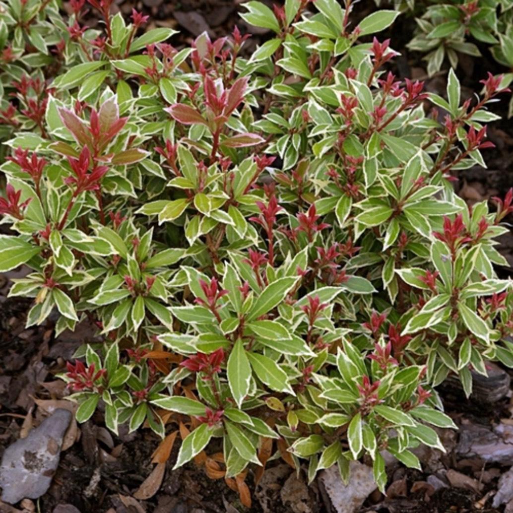 Pieris Japonica Little Heath - View 4 from www redcrocus com