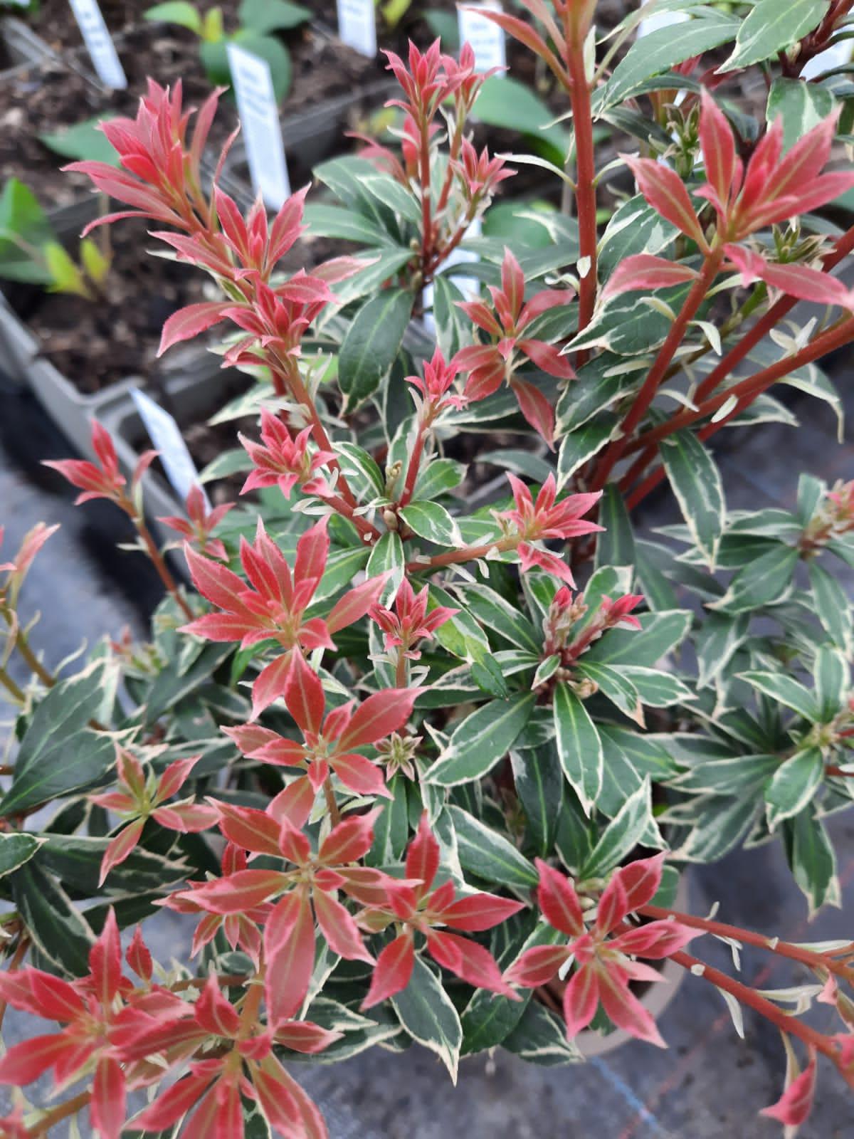 Pieris Japonica Little Heath - View 5 from www redcrocus com
