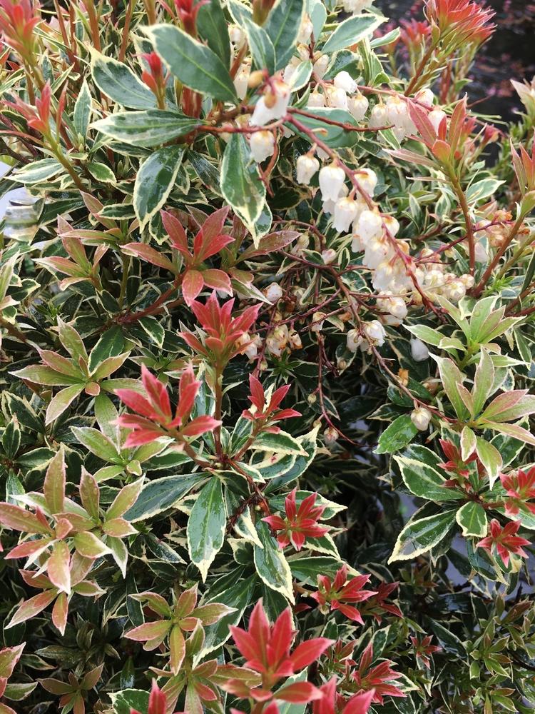 Pieris Japonica Little Heath - View 7 from www redcrocus com