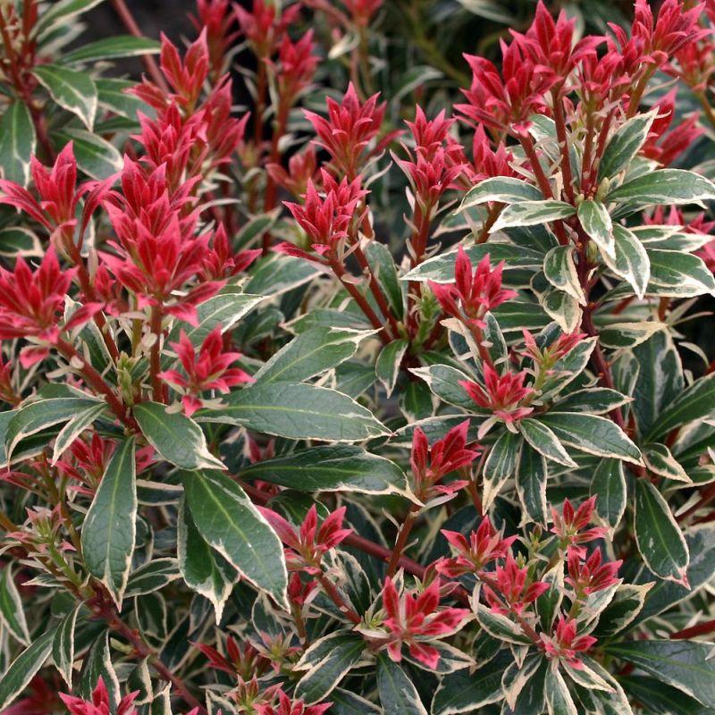 Pieris Japonica Little Heath - View 9 from www redcrocus com