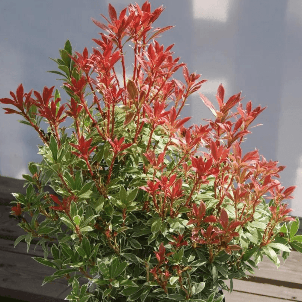 Pieris Japonica Little Heath - View 9 from www redcrocus com
