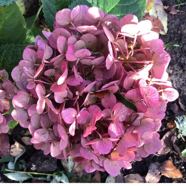 Hydrangea Macrophylla Summer Crush - View 18 from www redcrocus com