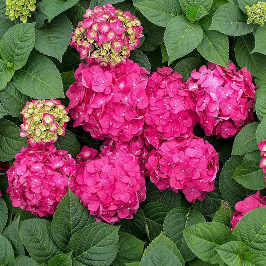 Hydrangea Macrophylla Summer Crush - View 1 from www redcrocus com