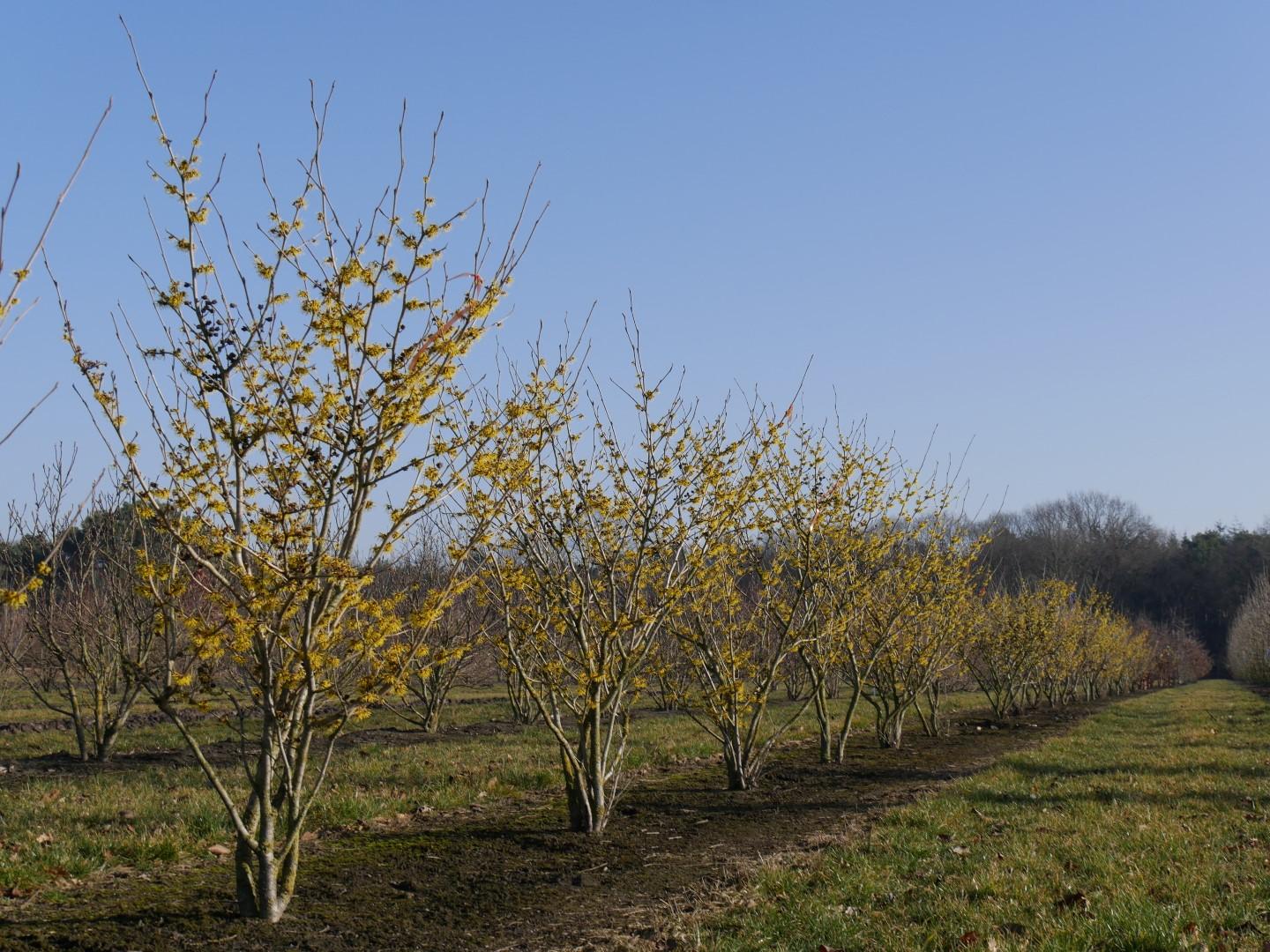 Hamamelis Intermedia 'westerstede' - View 12 from www redcrocus com
