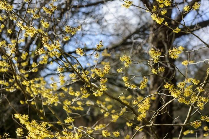 Hamamelis Intermedia 'westerstede' - View 13 from www redcrocus com