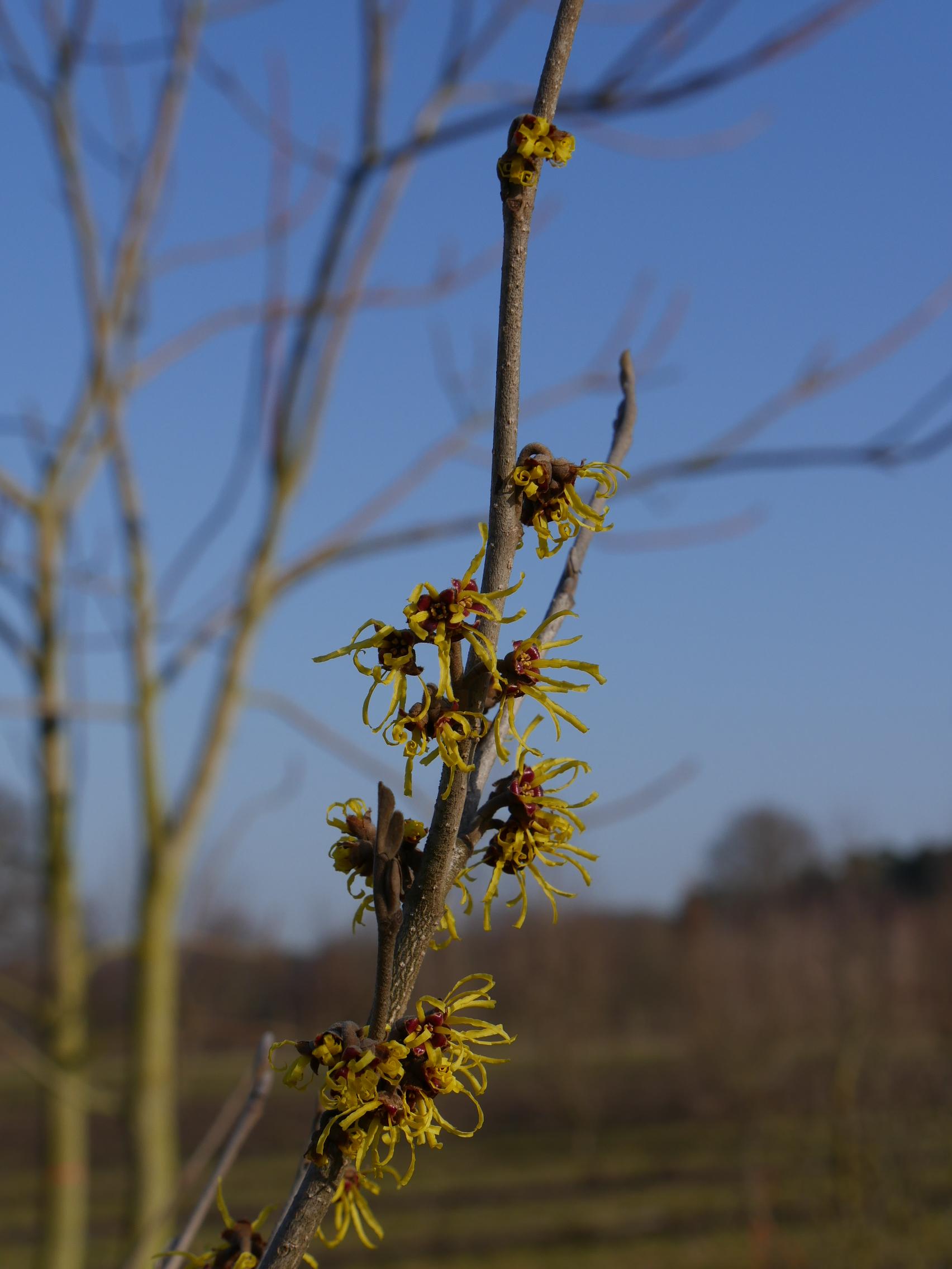 Hamamelis Intermedia 'westerstede' - View 18 from www redcrocus com