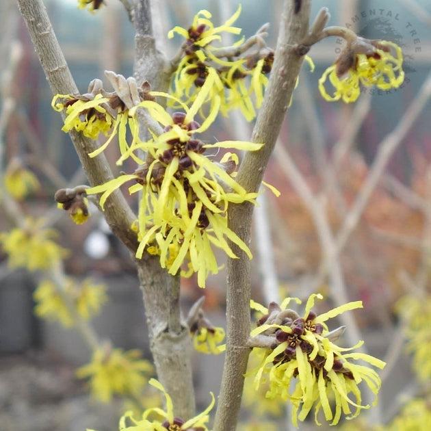 Hamamelis Intermedia 'westerstede' - View 21 from www redcrocus com