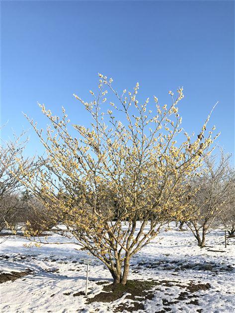 Hamamelis Intermedia 'westerstede' - View 24 from www redcrocus com