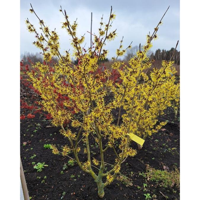 Hamamelis Intermedia 'westerstede' - View 25 from www redcrocus com