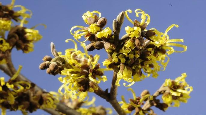 Hamamelis Intermedia 'westerstede' - View 28 from www redcrocus com