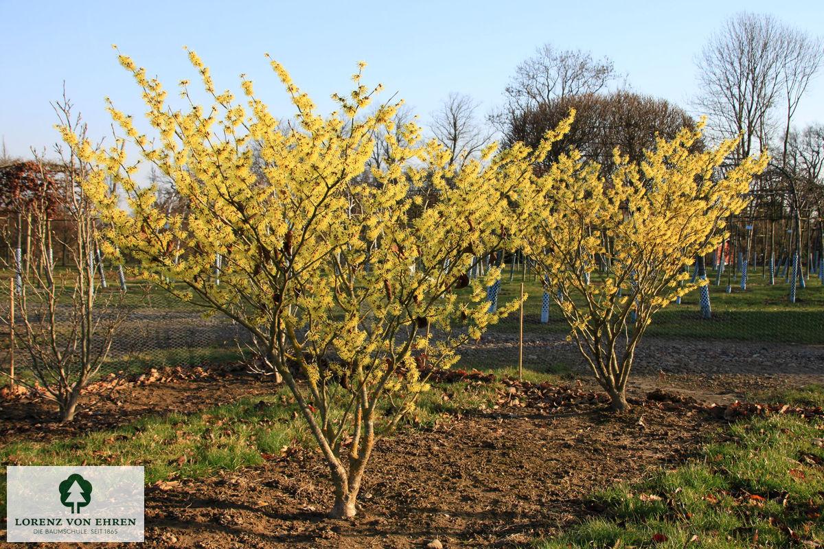 Hamamelis Intermedia 'westerstede' - View 2 from www redcrocus com