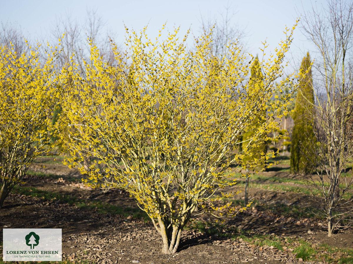 Hamamelis Intermedia 'westerstede' - View 38 from www redcrocus com