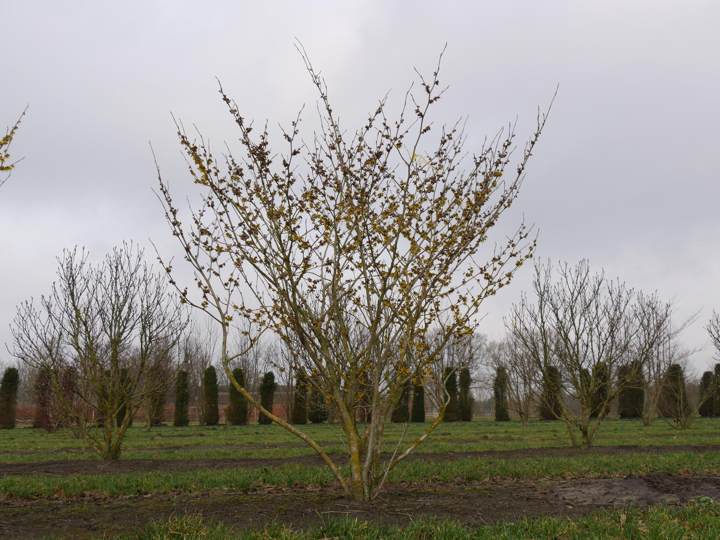 Hamamelis Intermedia 'westerstede' - View 3 from www redcrocus com