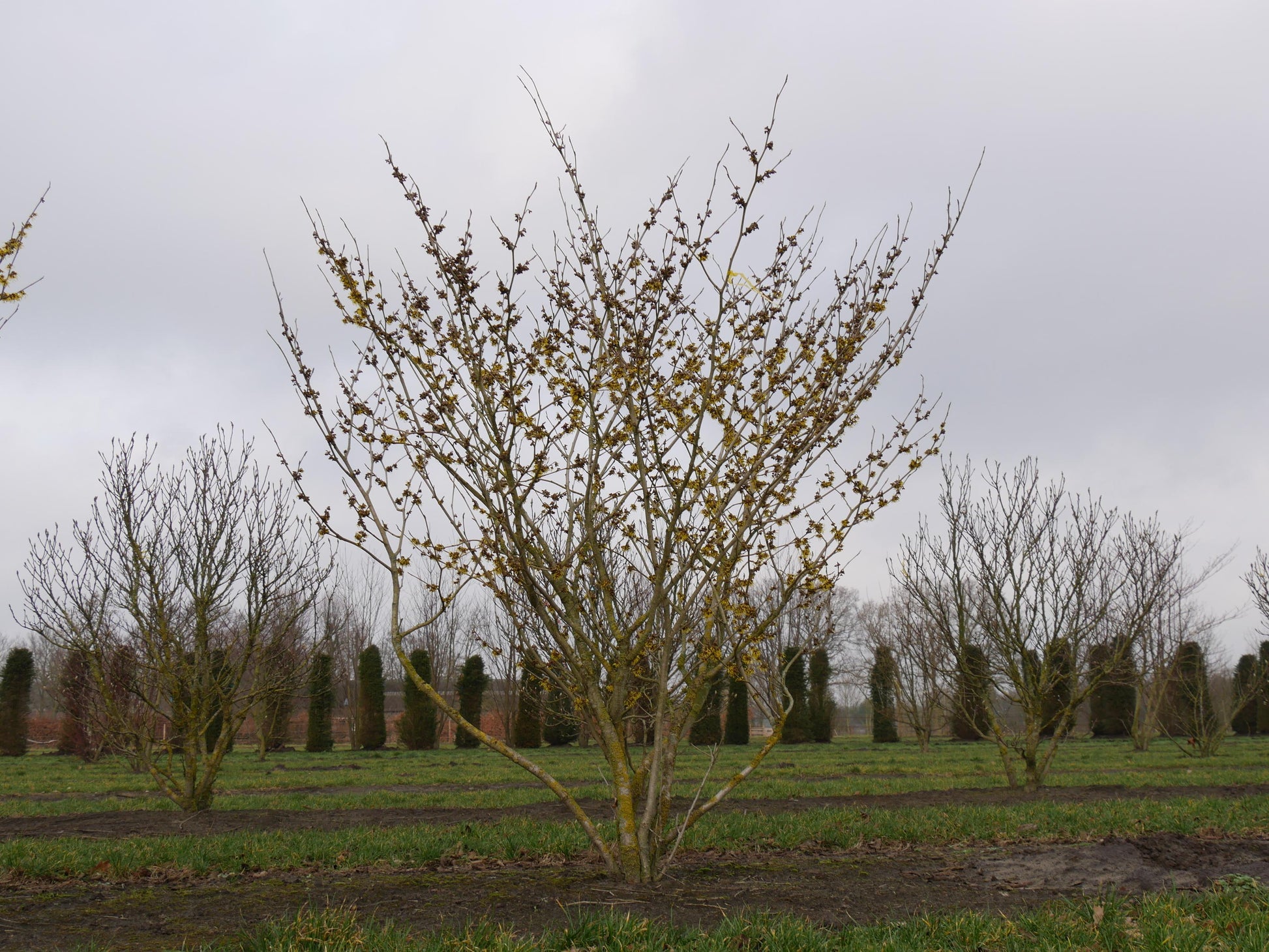 Hamamelis Intermedia 'westerstede' - View 3 from www redcrocus com