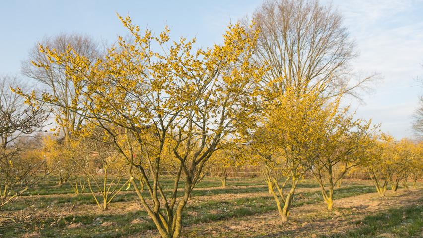 Hamamelis Intermedia 'westerstede' - View 4 from www redcrocus com