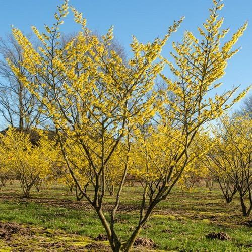 Hamamelis Intermedia 'westerstede' - View 6 from www redcrocus com
