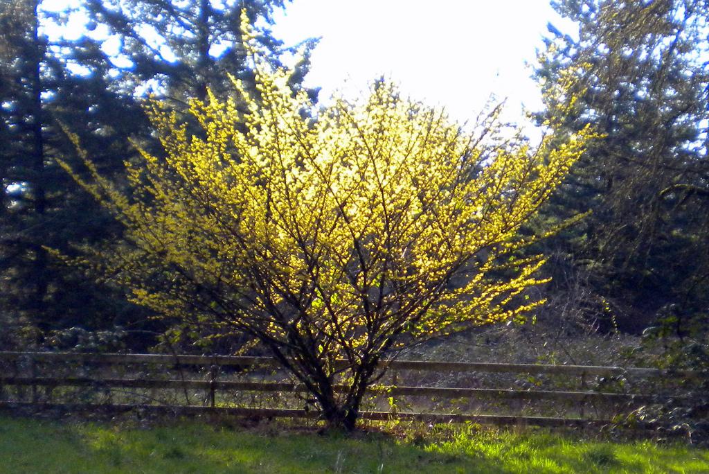 Hamamelis Intermedia 'westerstede' - View 7 from www redcrocus com