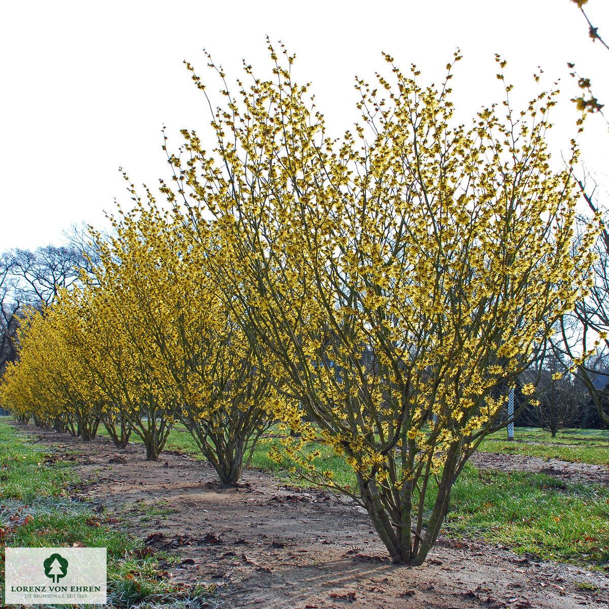 Hamamelis Intermedia 'westerstede' - View 9 from www redcrocus com