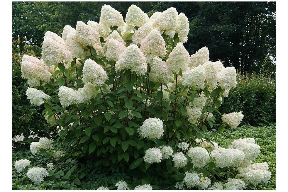 Hydrangea Paniculata Phantom Tree Form - View 14 from www redcrocus com
