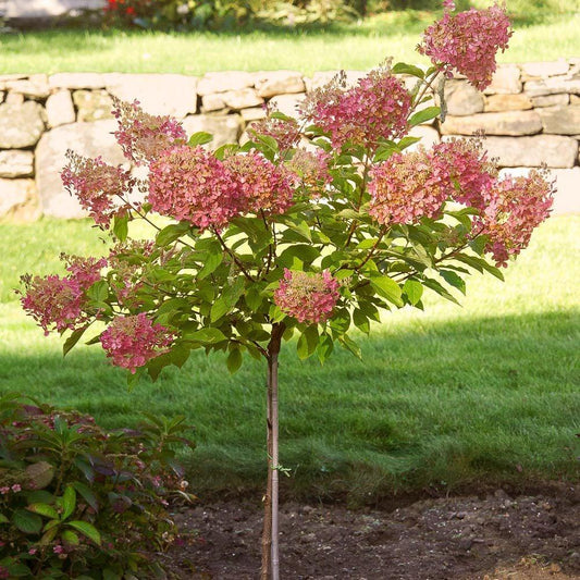 Hydrangea Paniculata Phantom Tree Form - View 1 from www redcrocus com