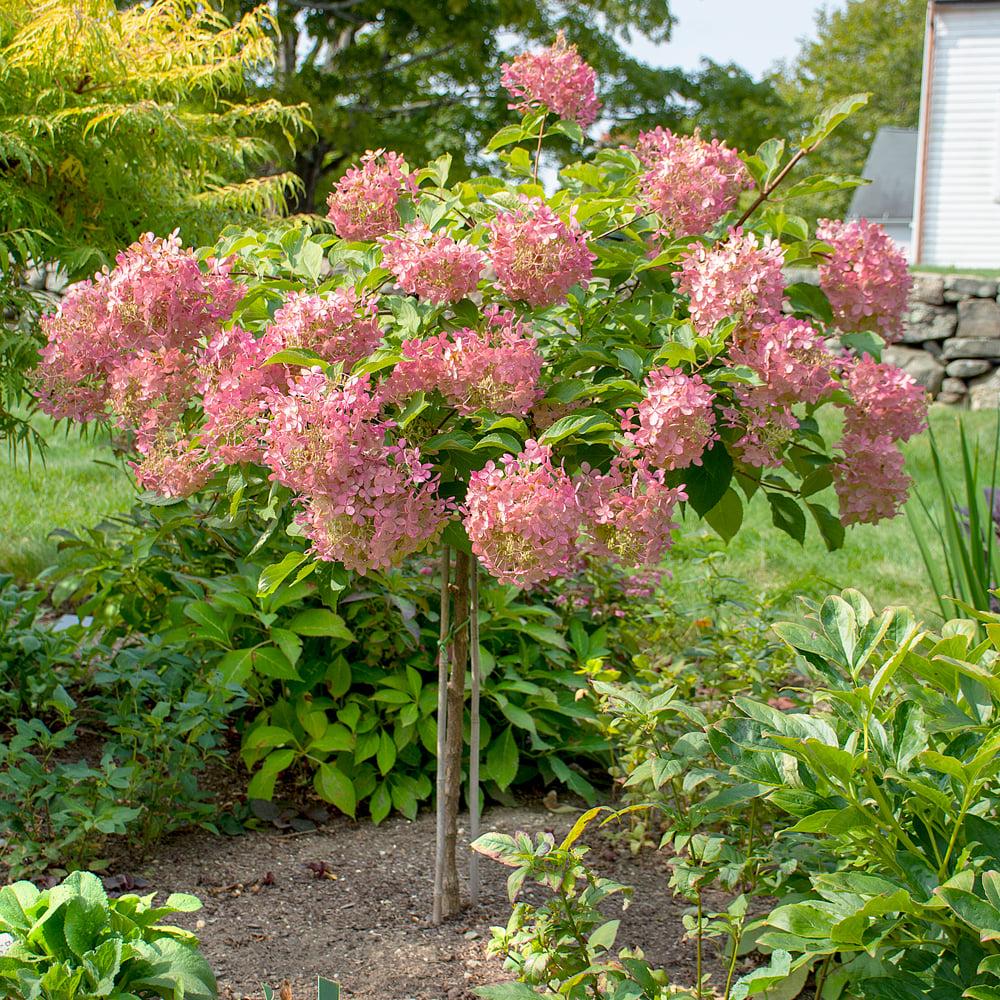 Hydrangea Paniculata Phantom Tree Form - View 2 from www redcrocus com