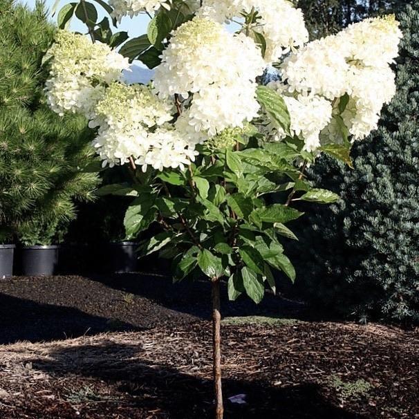 Hydrangea Paniculata Phantom Tree Form - View 5 from www redcrocus com