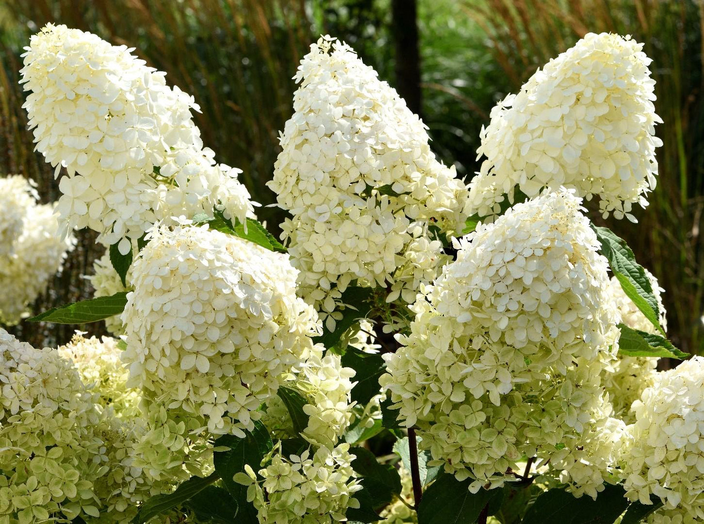 Hydrangea Paniculata Phantom Tree Form - View 7 from www redcrocus com