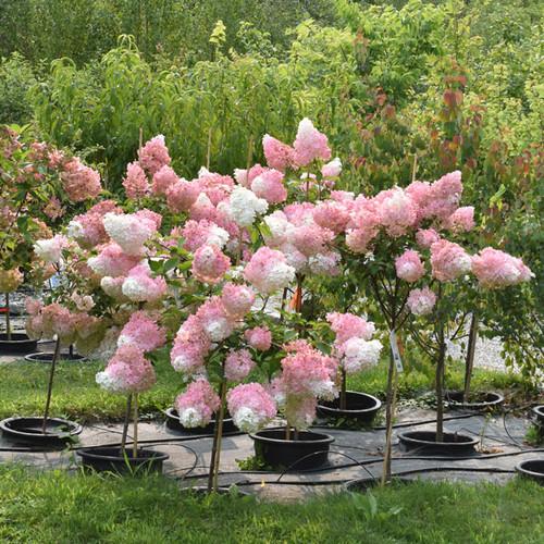 Hydrangea Paniculata 'vanilla Strawberry' Tree Form - View 10 from www redcrocus com