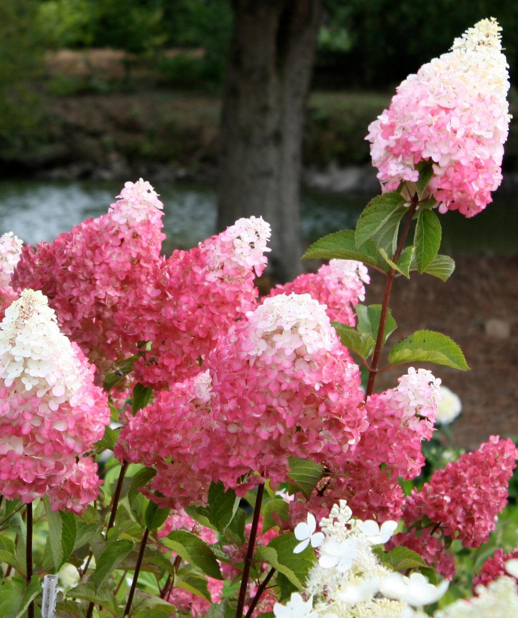 Hydrangea Paniculata 'vanilla Strawberry' Tree Form - View 11 from www redcrocus com