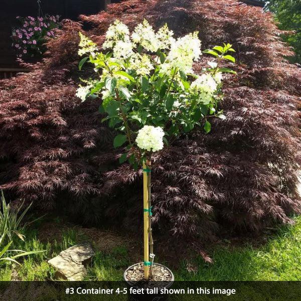 Hydrangea Paniculata 'vanilla Strawberry' Tree Form - View 12 from www redcrocus com