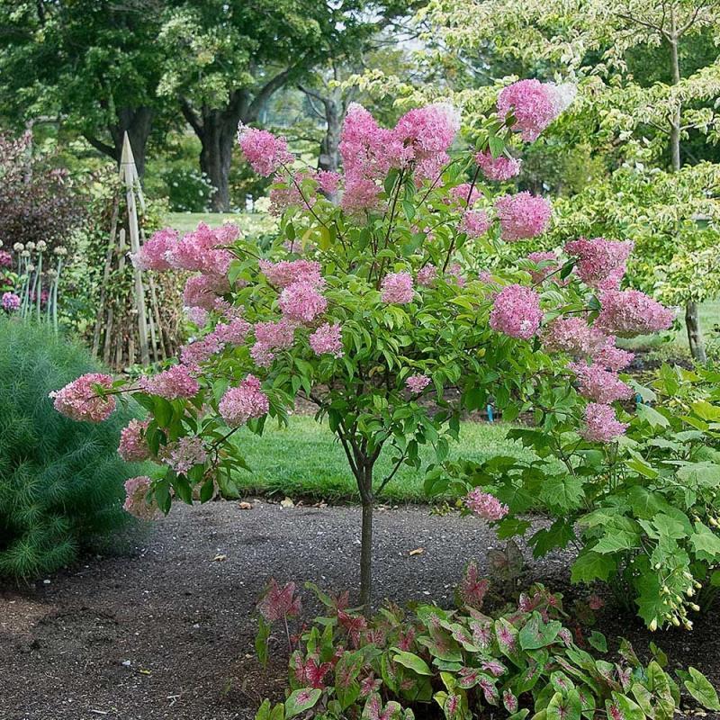 Hydrangea Paniculata 'vanilla Strawberry' Tree Form - View 13 from www redcrocus com