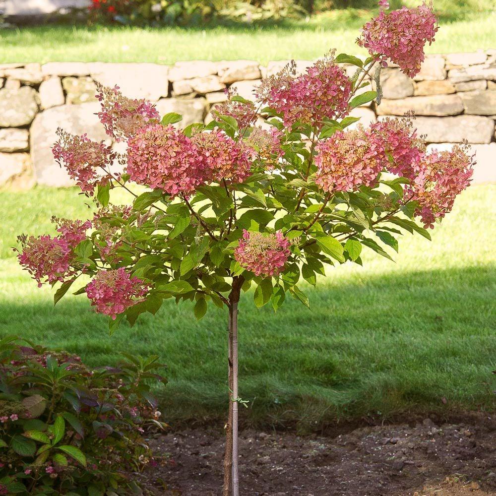 Hydrangea Paniculata 'vanilla Strawberry' Tree Form - View 16 from www redcrocus com