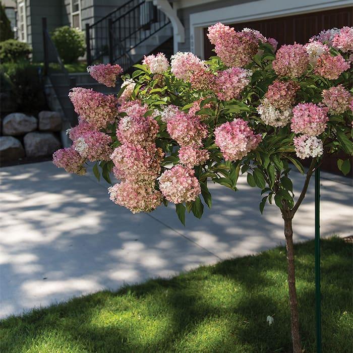 Hydrangea Paniculata 'vanilla Strawberry' Tree Form - View 19 from www redcrocus com