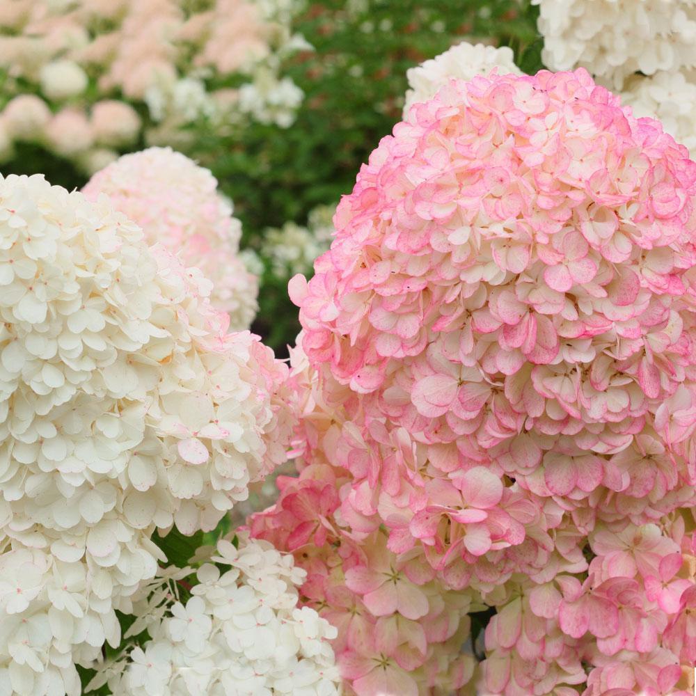 Hydrangea Paniculata 'vanilla Strawberry' Tree Form - View 24 from www redcrocus com