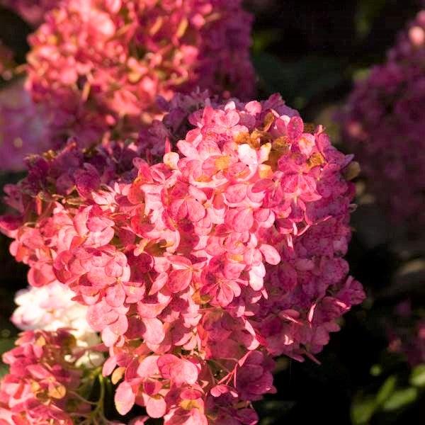 Hydrangea Paniculata 'vanilla Strawberry' Tree Form - View 25 from www redcrocus com