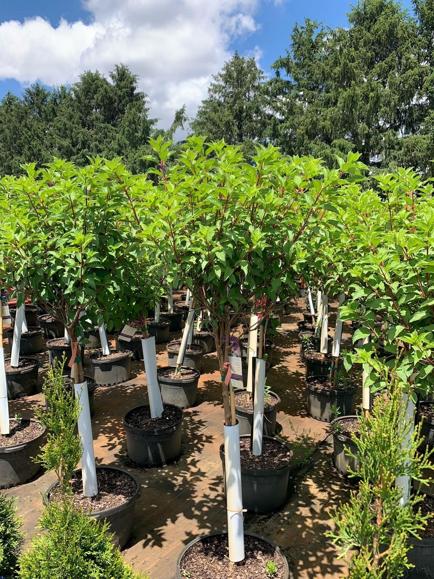 Hydrangea Paniculata 'vanilla Strawberry' Tree Form - View 27 from www redcrocus com