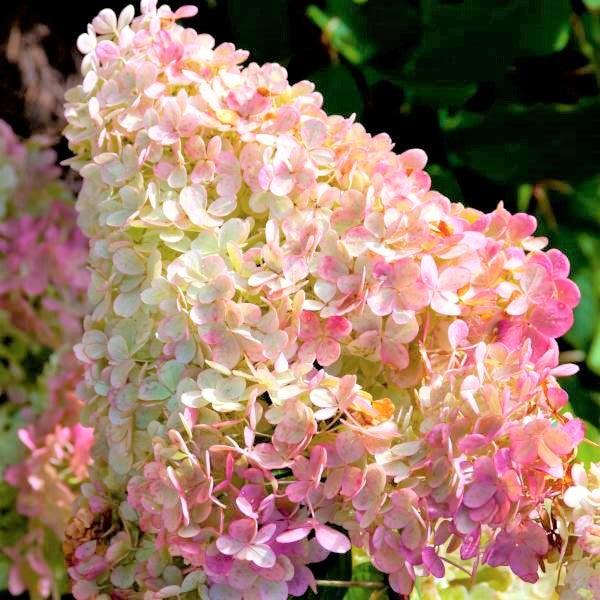 Hydrangea Paniculata 'vanilla Strawberry' Tree Form - View 29 from www redcrocus com