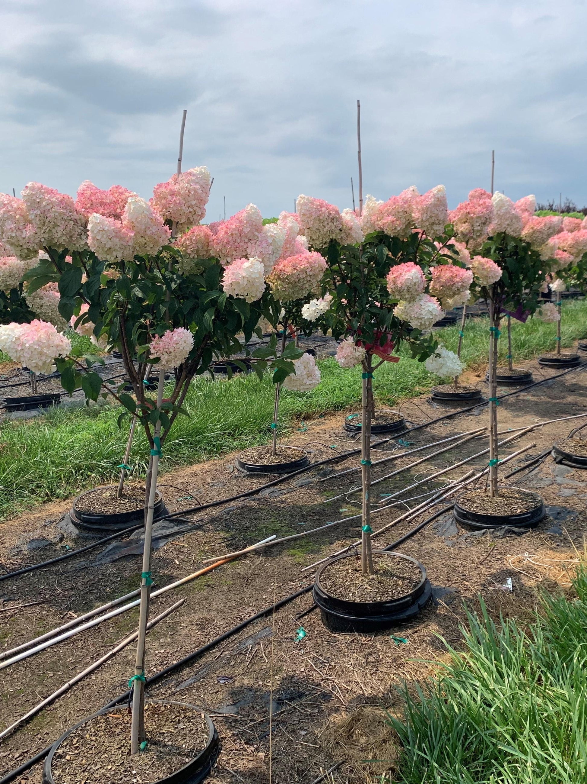 Hydrangea Paniculata 'vanilla Strawberry' Tree Form - View 2 from www redcrocus com