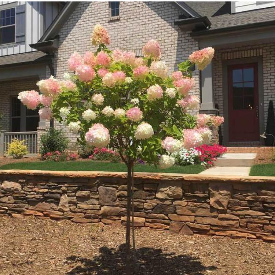 Hydrangea Paniculata 'vanilla Strawberry' Tree Form - View 32 from www redcrocus com