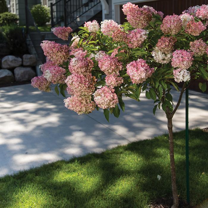 Hydrangea Paniculata 'vanilla Strawberry' Tree Form - View 33 from www redcrocus com