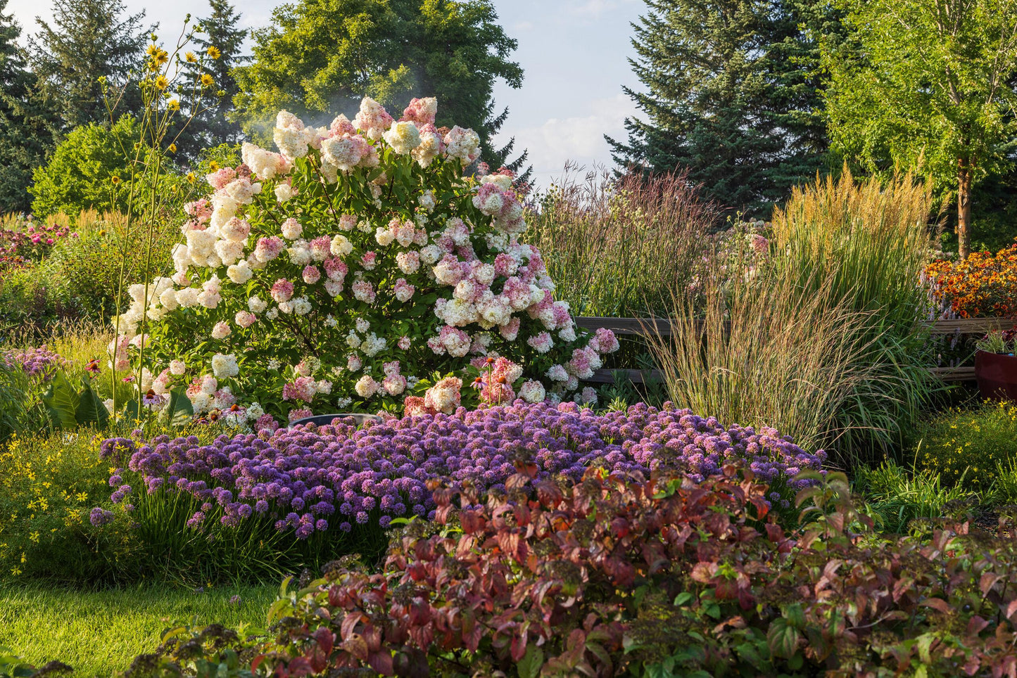 Hydrangea Paniculata 'vanilla Strawberry' Tree Form - View 36 from www redcrocus com