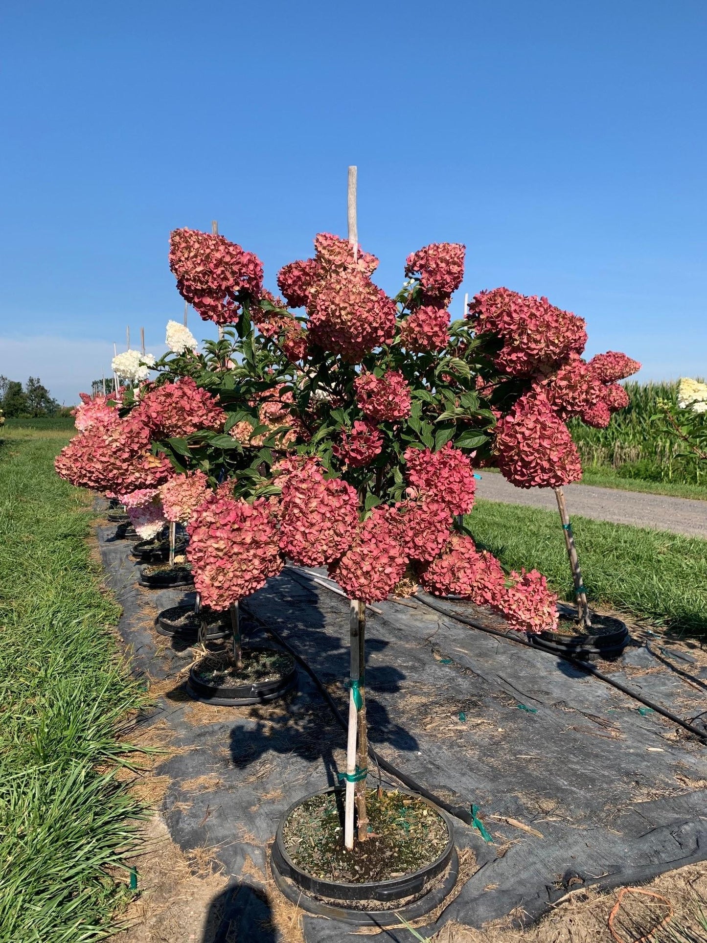 Hydrangea Paniculata 'vanilla Strawberry' Tree Form - View 5 from www redcrocus com