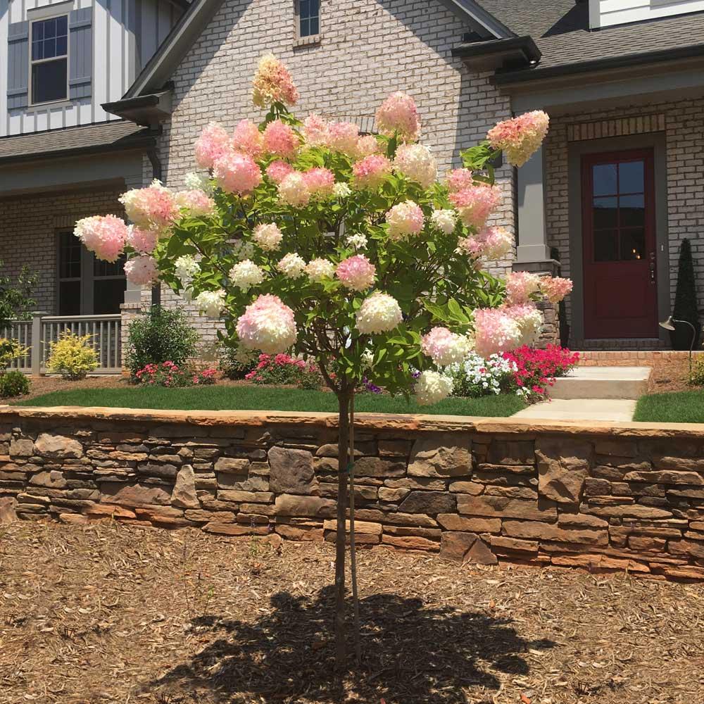 Hydrangea Paniculata 'vanilla Strawberry' Tree Form - View 6 from www redcrocus com