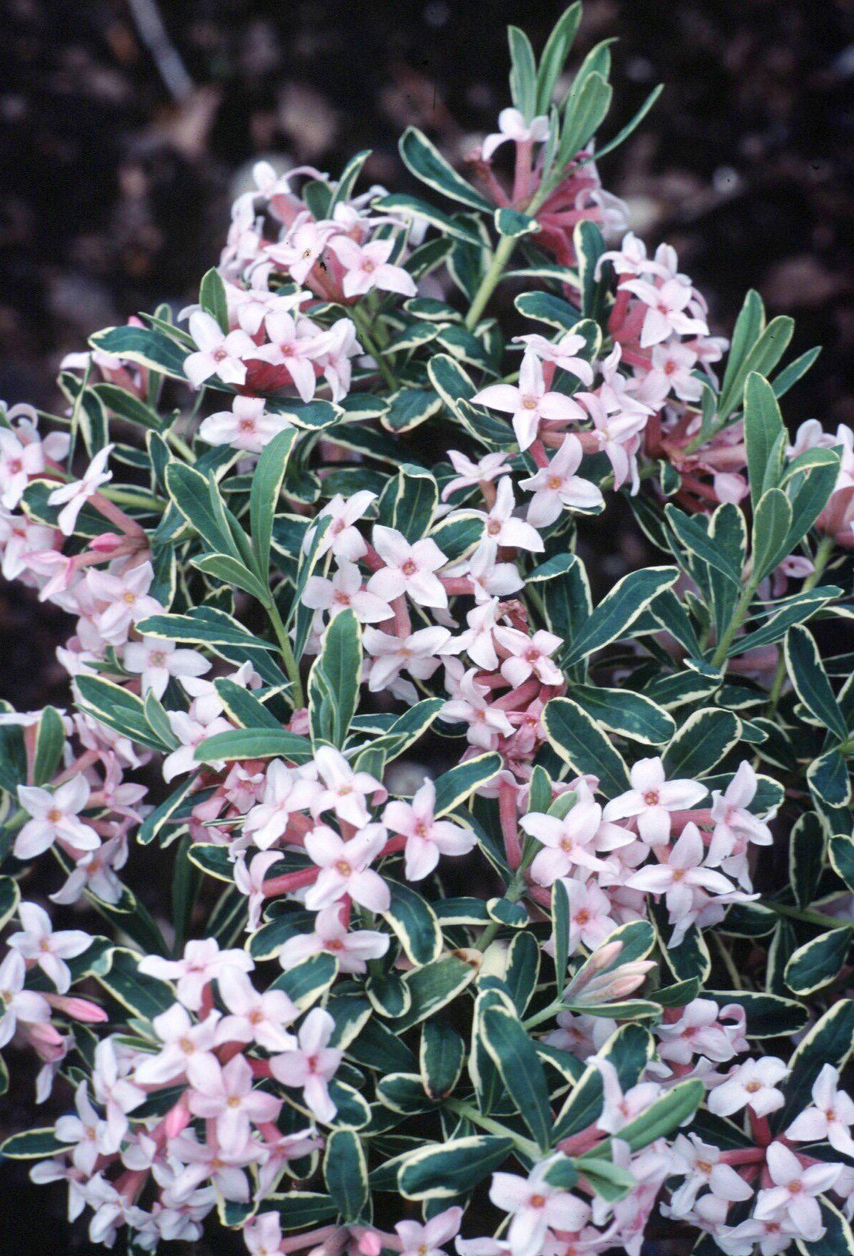 Daphne Burkwoodii Carol Mackie - View 9 from www redcrocus com