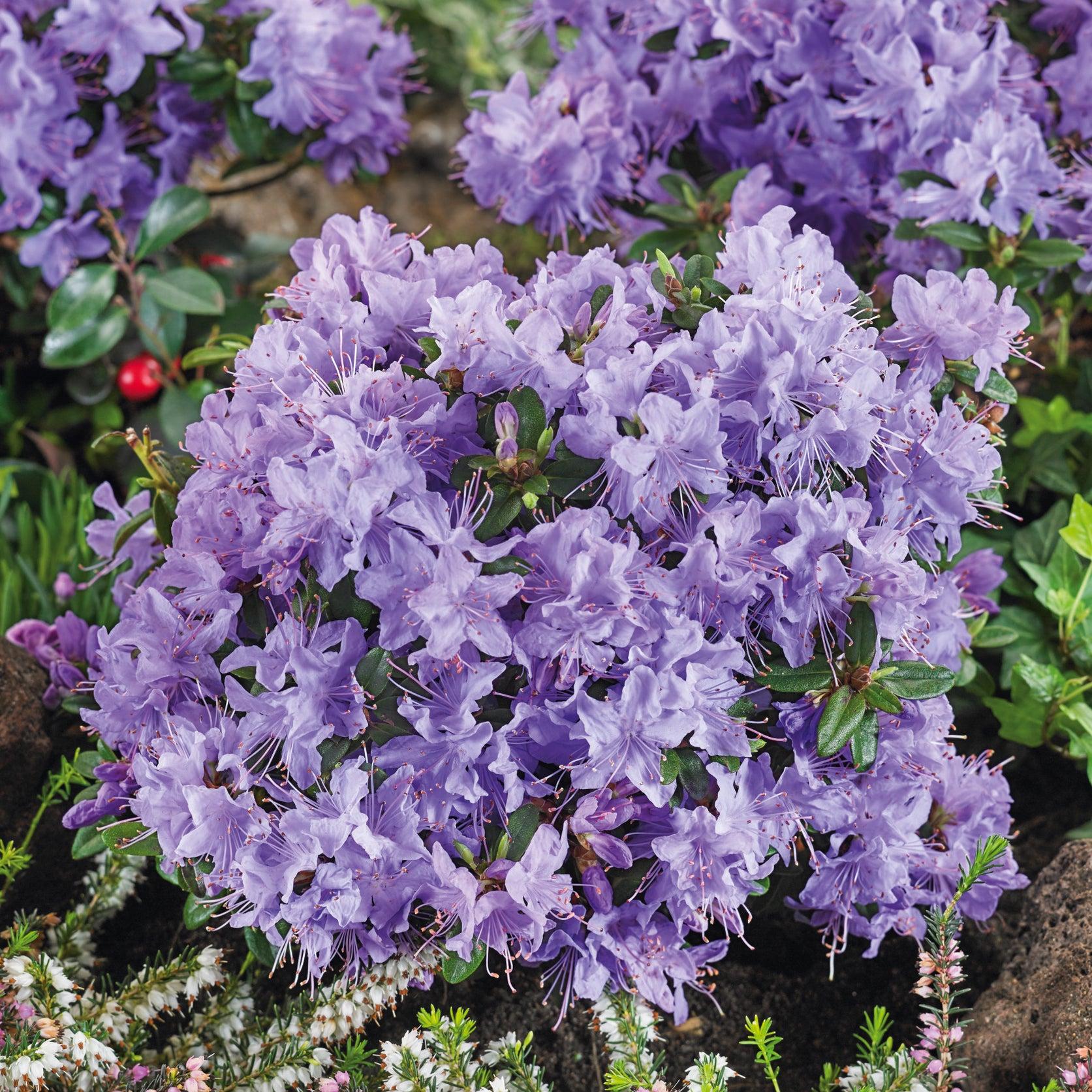 Rhododendron Blue Diamond - View 15 from www redcrocus com