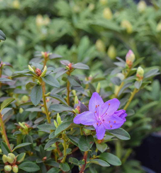 Rhododendron Blue Diamond - View 1 from www redcrocus com