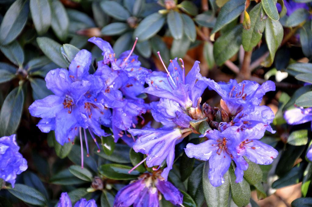 Rhododendron Starry Night - View 10 from www redcrocus com